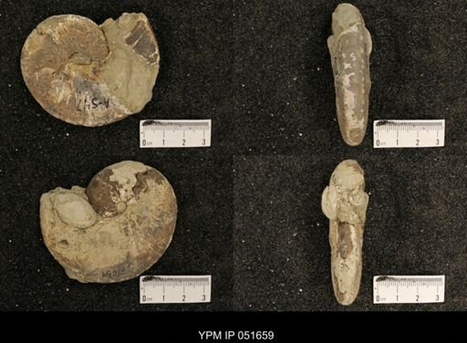 Hoploscaphites nicolletii