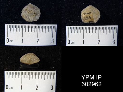 undet. Rhynchonellida