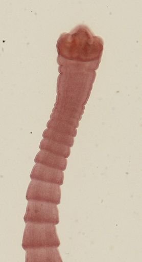 Dipylidium caninum
