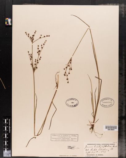 Juncus brachycephalus