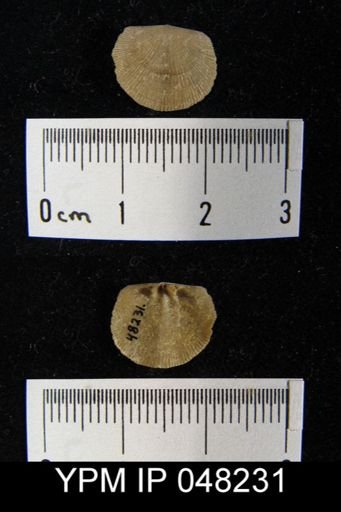 Parmorthis brownsportensis