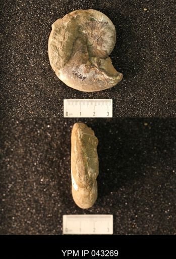 Hoploscaphites nicolletii