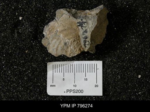 Inoceramus barabini