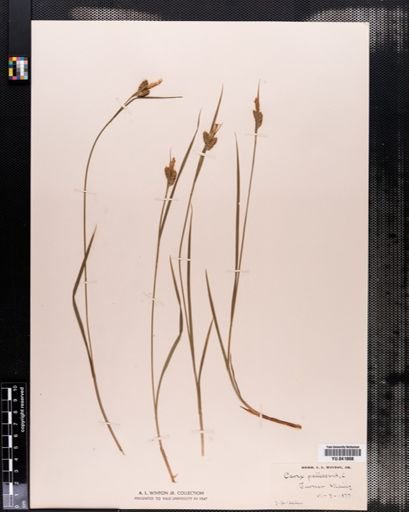 Carex pallescens