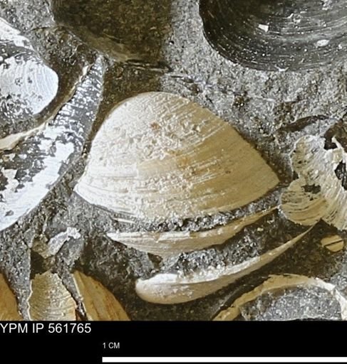 Limopsis sp.