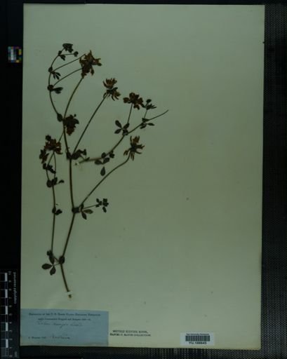 Plantae