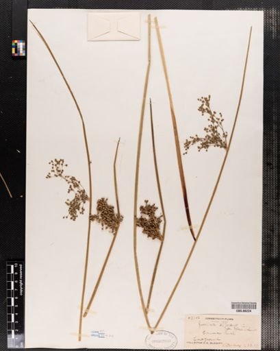 Plantae