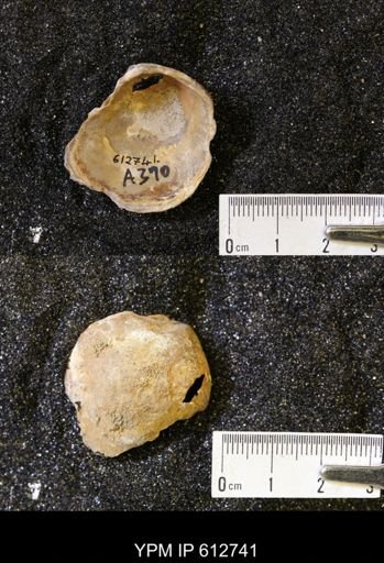 undet. Ostreidae