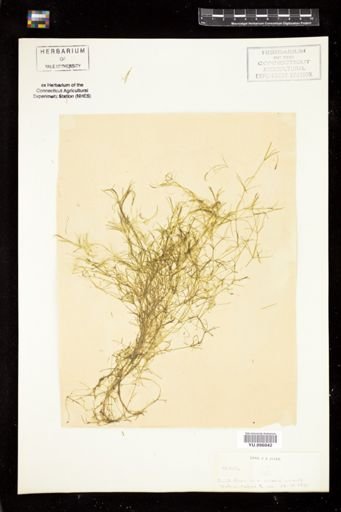 Nitella