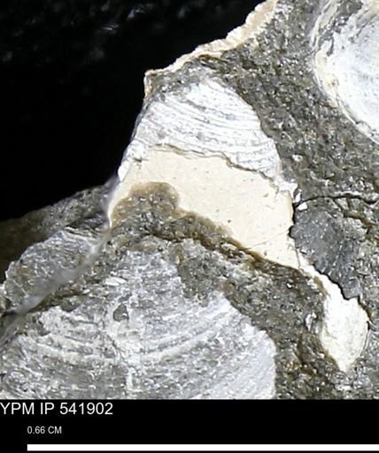 Limopsis striatopunctatus