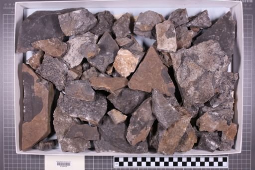 mixed taxa, stratigraphic collection