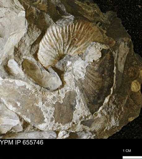 Hoploscaphites sp.