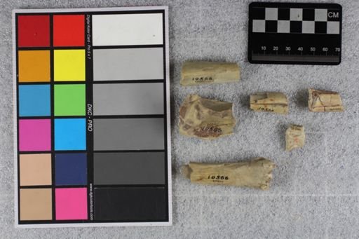Mesohippus sp.
