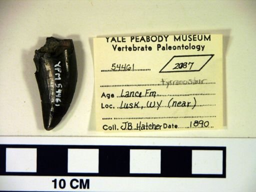 cf. Tyrannosauridae