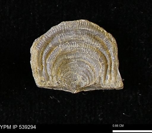 Leptaena sp.