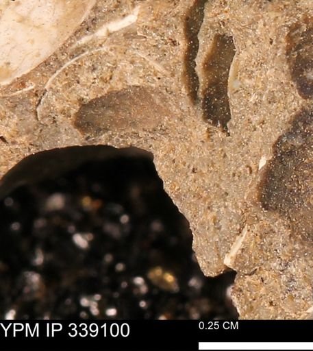 undet. Bivalvia
