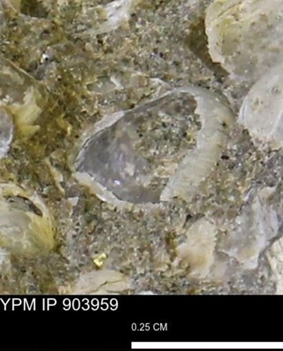 Corbulamella?