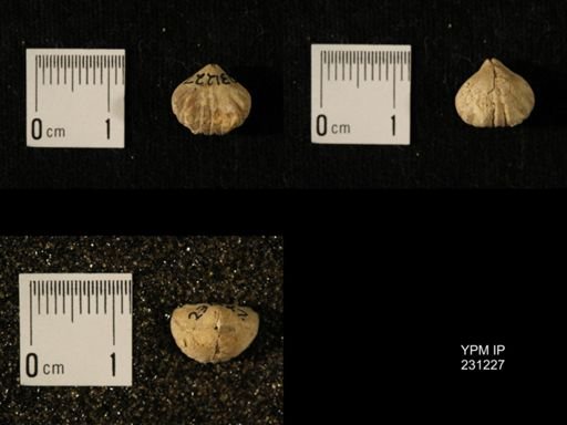 Wellerella osagensis