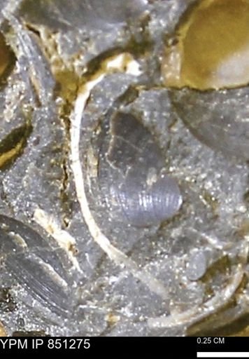 Limopsis striatopunctatus