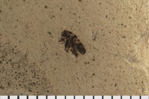 Curculionidae