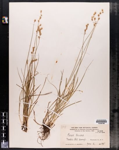 Carex tenera