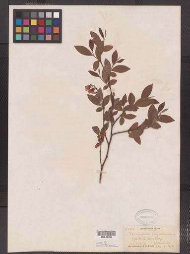 Vaccinium corymbosum