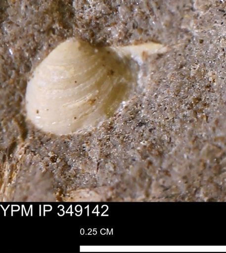 Cuspidaria sp.