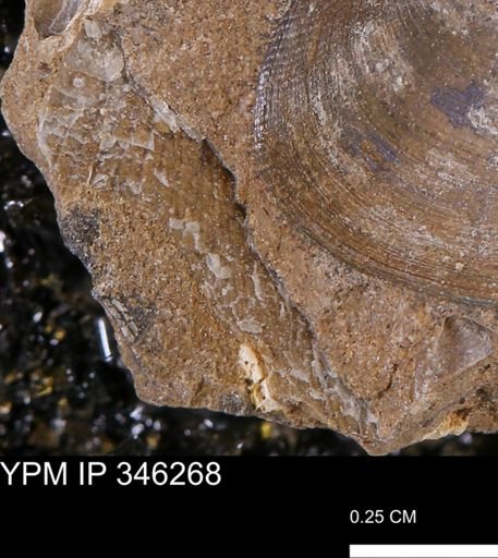 Oxytoma (Hypoxytoma)?