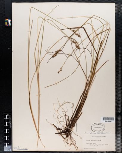 Carex cephalantha