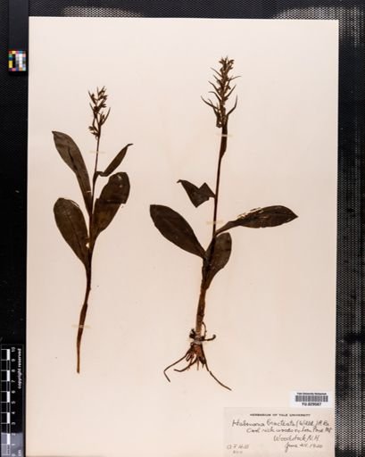 Habenaria