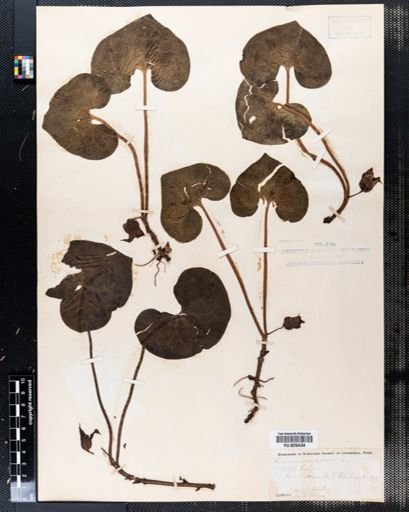 Asarum canadense