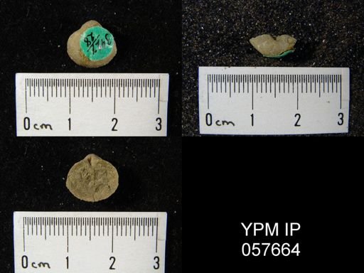 Gypidula multicostata