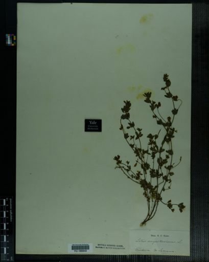Plantae