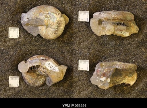 Discoscaphites conradi
