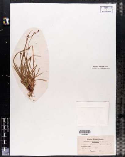 Carex pedunculata