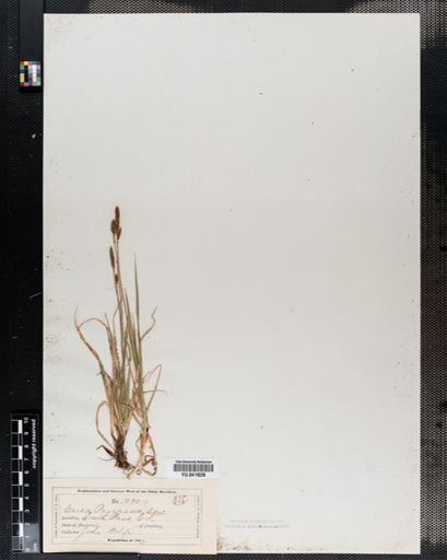 Carex