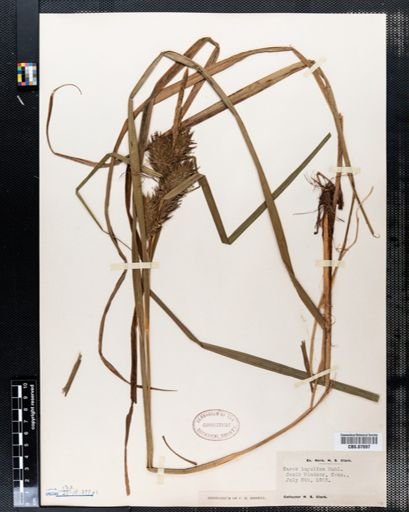 Carex lupulina