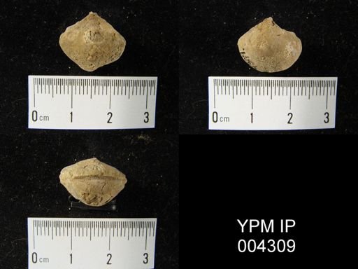 Rhynchospirifer sp.