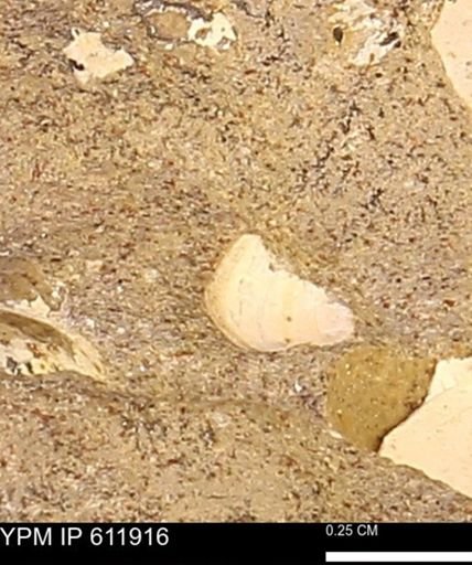 Protocardia subquadrata