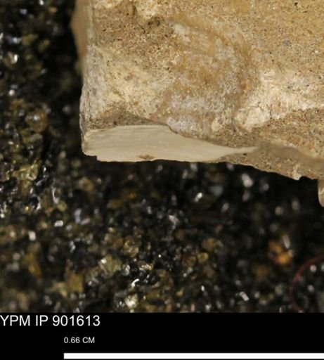undet. Mollusca