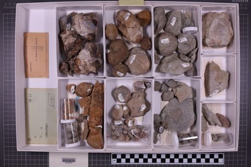 mixed taxa, stratigraphic collection
