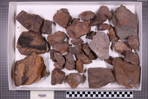 mixed taxa, stratigraphic collection