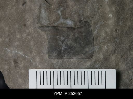 Eurypterus sp.