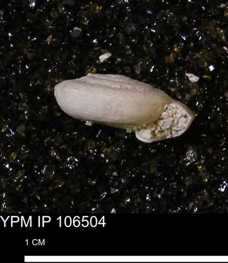 Dalmanella crassa