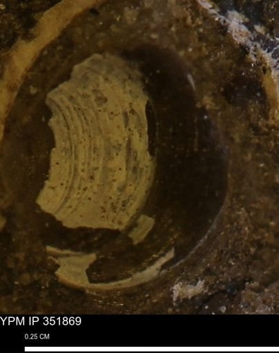 Limopsis striatopunctatus