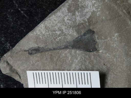 undet. Eurypterida