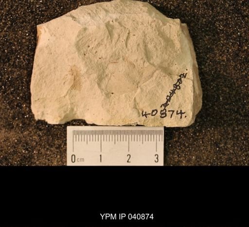 Strephocladidae