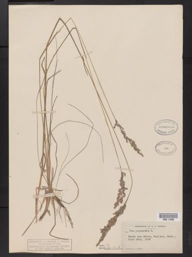 Poa pratensis
