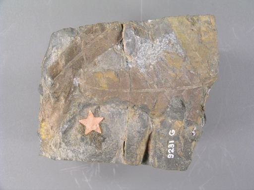 Alethopteris whitneyi