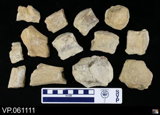 undet. Mosasauridae
